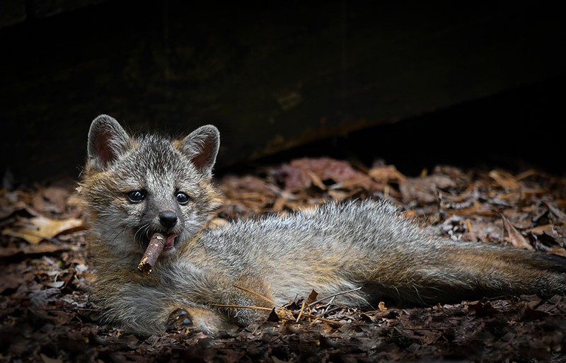 The Comedy Wildlife Photography Awards 2023
Dakota Vaccaro
Victor
United States

Title: