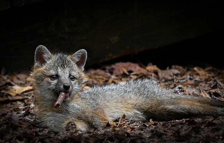 Comedy Wildlife Photography 2023 The Comedy Wildlife Photography Awards 2023
Dakota Vaccaro
Victor
United States
Title:
