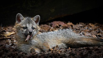 Highly Commended: Fox With A Cigar karya fotografer Dakota Vaccaro.Ketika saya bekerja jauh di dalam hutan Virginian, sebuah keluarga rubah abu-abu tinggal di bawah dek pondok yang ditinggalkan di sebelah perumahan kerja saya. Suatu hari ketika sedang melatih keterampilan berburu mereka pada potongan lumut dan ranting, salah satu rubah menerjang sebongkah kayu kecil dan mulai berguling-guling dengan hadiahnya. Lelah setelah berburu, burung itu bersantai di atas perutnya sambil memegang kayu di mulutnya yang sangat mirip dengan cerutu. Saya sangat iri pada kit pada saat ini karena siapa yang tidak ingin berbaring sepanjang hari sambil bersantai. (Foto: Comedy Wildlife Photography 2023)