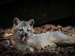 Bikin Ngakak! Tingkah Konyol Hewan di Comedy Wildlife Photography 2023