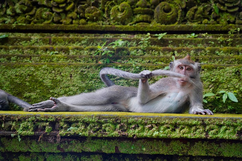 The Comedy Wildlife Photography Awards 2023
Dakota Vaccaro
Victor
United States

Title: