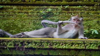 Highly Commended: The Rainforest Dandy karya fotografer Delphine Casimir. Foto ini diambil di hutan monyet di Ubud, Bali. Tempat ini adalah tempat yang gila di mana monyet adalah raja! Terkadang mereka memberikan pertunjukan, terkadang mereka memanjat Anda untuk mencari kutu atau mencuri sepotong biskuit yang sedang Anda makan :-D. Kerajaan mereka, yang disebut hutan hujan memiliki tiga kuil hindu. Hutan ini sangat istimewa bahkan magis dan sakral bagi masyarakat Bali. Mungkin pesolek kita adalah reinkarnasi dari seorang dewa? (Foto: Comedy Wildlife Photography 2023)