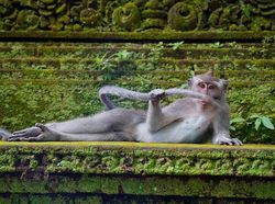 Bikin Ngakak! Tingkah Konyol Hewan di Comedy Wildlife Photography 2023