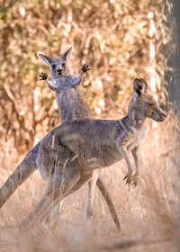 The Comedy Wildlife Photography Awards 2023
Dakota Vaccaro
Victor
United States

Title: