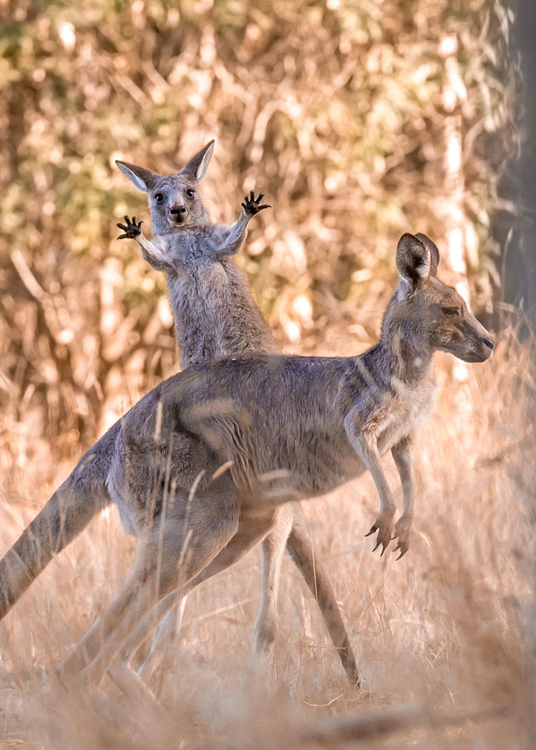 Comedy Wildlife Photography 2023 The Comedy Wildlife Photography Awards 2023
Dakota Vaccaro
Victor
United States
Title: