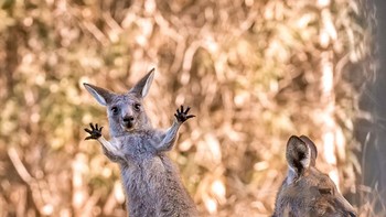 Highly Commended: Boing karya fotografer Lara-Mathews.Diambil di Westerfolds Park, sebuah lahan yang indah dan sangat liar di pinggiran timur Melbourne, yang terkenal dengan populasi kanguru. Kawanan kanguru ini sedang menikmati sinar matahari pagi ketika si pemuda ini memutuskan untuk melakukan hal yang konyol dan mencoba bertinju. (Foto: Comedy Wildlife Photography 2023)