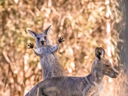 Bikin Ngakak! Tingkah Konyol Hewan di Comedy Wildlife Photography 2023