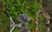 The Comedy Wildlife Photography Awards 2023
Dakota Vaccaro
Victor
United States

Title: