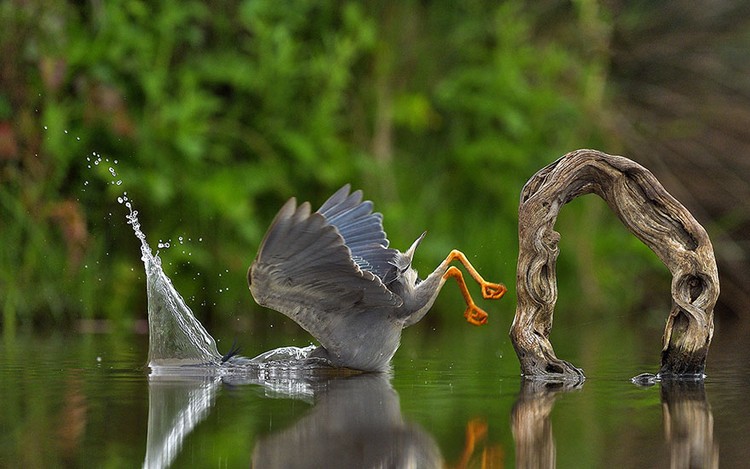 The Comedy Wildlife Photography Awards 2023
Dakota Vaccaro
Victor
United States

Title: