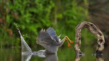 Creatures Of The Air Winner Unexpected Plunge karya fotografer Vittorio Ricci. Akhir yang tidak biasa dan nyaris menyedihkan dari sebuah momen yang sempurna, yang sebelumnya telah dipersiapkan, untuk memancing dengan sukses. (Foto: Comedy Wildlife Photography 2023)