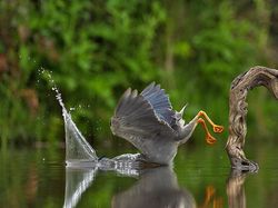 Bikin Ngakak! Tingkah Konyol Hewan di Comedy Wildlife Photography 2023