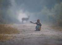 The Comedy Wildlife Photography Awards 2023
Dakota Vaccaro
Victor
United States

Title: