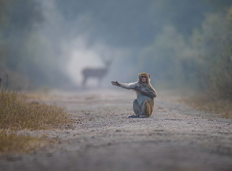 Comedy Wildlife Photography 2023 The Comedy Wildlife Photography Awards 2023
Dakota Vaccaro
Victor
United States
Title: