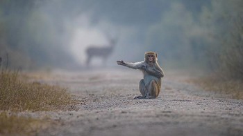 Highly Commended: Look At Right Bro karya fotografer Pratick Mondal.Foto ini diambil di Taman Nasional Keoladeo, Bharatpur, Rajasthan, India. Seekor Kera datang di tengah jalan dan mulai merasa gatal, mengulurkan tangannya ke luar yang sangat lucu. Tanpa penundaan lebih lanjut, saya mengabadikan momen indah dan langka Kera yang sedang gatal dengan rusa di latar belakang.  (Foto: Comedy Wildlife Photography 2023)