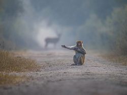 Bikin Ngakak! Tingkah Konyol Hewan di Comedy Wildlife Photography 2023