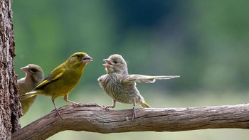 Kategori junior, Winner & Peoples Choice Winner Dispute Karya fotografer Jacek Stankiewicz. Saya menangkap pemandangan ini ketika sedang mengamati burung di Hutan Bialowieza. Teman-teman saya menafsirkan pemandangan ini dalam dua cara. 1 Anak burung yang masih kecil dan nakal sedang bertengkar dengan induknya. 2. Seorang anak melaporkan kepada orang tua bahwa saudaranya melakukan sesuatu yang salah: lihat, dia telah memecahkan kaca jendela. (Foto: Comedy Wildlife Photography 2023)