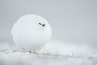 The Comedy Wildlife Photography Awards 2023
Brian Matthews
Hartlepool
United Kingdom

Title: Dont look down
Description: A puffin does an inverted snoopy impression while watching jelly fish.
Animal: Atlantic Puffin
Location of shot: Farne Islands, Northumberland UK