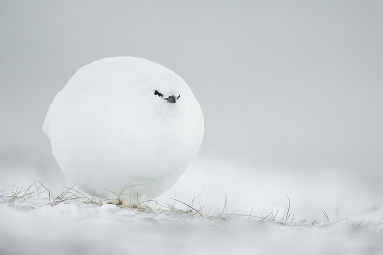 The Comedy Wildlife Photography Awards 2023
Brian Matthews
Hartlepool
United Kingdom

Title: Dont look down
Description: A puffin does an inverted snoopy impression while watching jelly fish.
Animal: Atlantic Puffin
Location of shot: Farne Islands, Northumberland UK