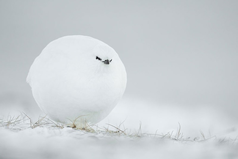 The Comedy Wildlife Photography Awards 2023
Brian Matthews
Hartlepool
United Kingdom

Title: Don't look down
Description: A puffin does an inverted snoopy impression while watching jelly fish.
Animal: Atlantic Puffin
Location of shot: Farne Islands, Northumberland UK