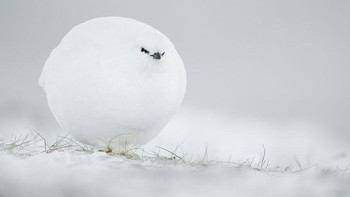 Highly Commended: Snowball karya fotografer Jacques Poulard. Foto ini diambil di Spitzberg, pada musim dingin yang sangat dingin, burung belibis putih menghampiri saya dan terlihat seperti bola salju yang memiliki mata. (Foto: Comedy Wildlife Photography 2023)