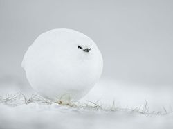 Bikin Ngakak! Tingkah Konyol Hewan di Comedy Wildlife Photography 2023