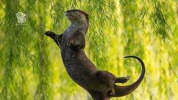 Underwater Category Winner Otter Ballerina karya fotografer Otter Kwek. Balerina berang-berang dengan anggun menari dalam posisi Arabesque. Berang-berang itu melompat sambil mencoba memegang daun yang menggantung, dan saat mendarat dengan cara yang tidak biasa, ia berakhir dengan pose Arabesque. Saya menunjukkan foto ini kepada seorang guru balet, dan dia berkomentar bahwa berang-berang itu memang alami, tetapi hanya perlu sedikit melipat perutnya - persis seperti yang disarankan oleh seorang guru balet. (Foto: Comedy Wildlife Photography 2023)