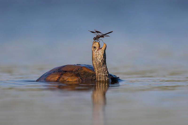 The Comedy Wildlife Photography Awards 2023
Brian Matthews
Hartlepool
United Kingdom

Title: Don't look down
Description: A puffin does an inverted snoopy impression while watching jelly fish.
Animal: Atlantic Puffin
Location of shot: Farne Islands, Northumberland UK