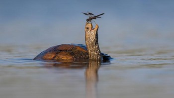 Highly Commended: The Happy Turtle karya fotografer Tzahi Finkelstein. Capung Penyu Rawa, jezreel val si penyu rawa yang terkejut dan tersenyum melihat capung hinggap di hidungnya Foto: Comedy Wildlife Photography 2023