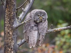 Bikin Ngakak! Tingkah Konyol Hewan di Comedy Wildlife Photography 2023