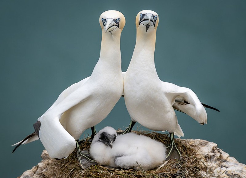 The Comedy Wildlife Photography Awards 2023
Brian Matthews
Hartlepool
United Kingdom

Title: Don't look down
Description: A puffin does an inverted snoopy impression while watching jelly fish.
Animal: Atlantic Puffin
Location of shot: Farne Islands, Northumberland UK