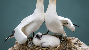 Highly Commended: One For The Family Album karya fotografer Zoe Ashdown.Burung camar kawin seumur hidup dan mereka kembali ke sarang yang sama dari tahun ke tahun untuk membesarkan anak-anak mereka. Saya tidak menyadari bahwa saya telah mengambil foto ini sampai saya tiba di rumah, tetapi begitu saya melihatnya, saya langsung tertawa terbahak-bahak! Mereka terlihat seperti orang tua yang bangga, berpose dengan bayi mereka - pasti akan menjadi salah satu foto untuk album keluarga! (Foto: Comedy Wildlife Photography 2023)