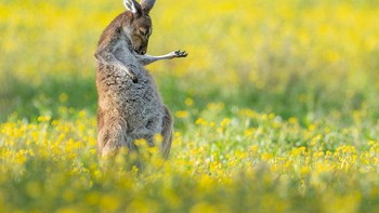 Overall Winner & Creatures Of The Land Winner Air Guitar Roo karya fotografer Jason-Moore.Pemotretan ini ternyata merupakan sesi yang luar biasa, dan saya cukup menyukai beberapa gambar yang saya abadikan. Namun, ketika saya melihat hewan ini berpose seperti itu, saya langsung tersenyum dan tahu bahwa saya telah mengabadikan sesuatu yang istimewa. Saya juga cukup beruntung untuk mengabadikan foto dua pejantan yang sedang berkelahi, yang bisa menjadi sangat ganas dengan tendangan kung fu dan judo mereka seperti pertandingan gulat. (Foto: Comedy Wildlife Photography 2023)