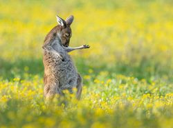 Bikin Ngakak! Tingkah Konyol Hewan di Comedy Wildlife Photography 2023