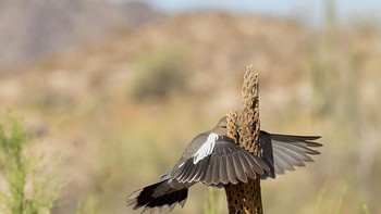 Highly Commended: That Wasnt Here Yesterday karya fotografer Wendy Kaveney. Seekor merpati bersayap putih yang tampak terbang langsung ke kerangka kaktus cholla. Foto: Comedy Wildlife Photography 2023