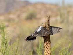 Bikin Ngakak! Tingkah Konyol Hewan di Comedy Wildlife Photography 2023