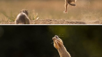 Portfolio Category Winner I Finally Learned To Fly... Or Not? karya fotografer Tímea Ambrus. Tupai tanah itu melompat seakan-akan dia bisa terbang. Sayangnya dia tidak memiliki sayap. Yang mengejutkan, dia jatuh kembali ke tanah. (Foto: Comedy Wildlife Photography 2023)