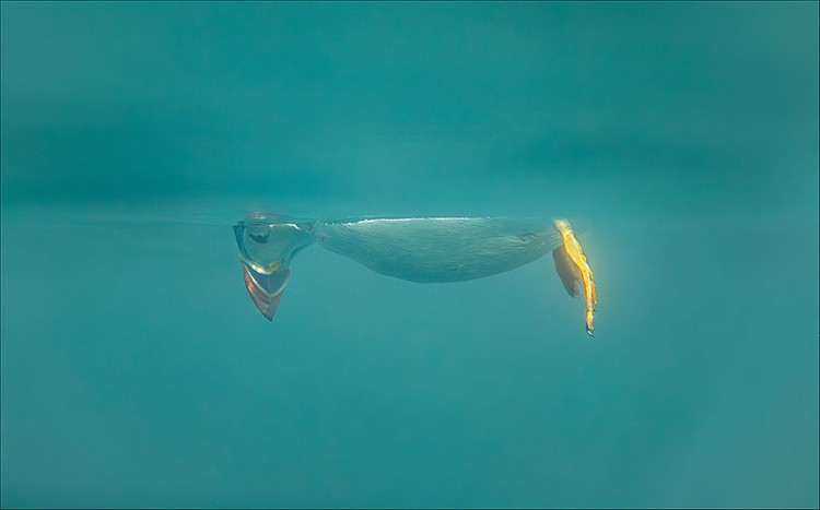 The Comedy Wildlife Photography Awards 2023
Brian Matthews
Hartlepool
United Kingdom

Title: Dont look down
Description: A puffin does an inverted snoopy impression while watching jelly fish.
Animal: Atlantic Puffin
Location of shot: Farne Islands, Northumberland UK