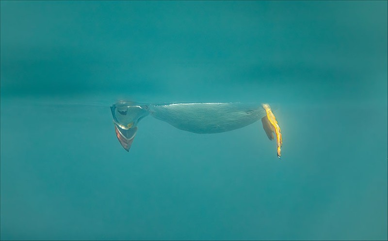 The Comedy Wildlife Photography Awards 2023
Brian Matthews
Hartlepool
United Kingdom

Title: Don't look down
Description: A puffin does an inverted snoopy impression while watching jelly fish.
Animal: Atlantic Puffin
Location of shot: Farne Islands, Northumberland UK