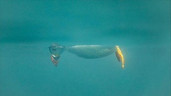Highly Commended: Dont Look Down karya fotografer Brian Matthews. Gaya lucu burung puffin ketika mengamati ikan jelly. (Foto: Comedy Wildlife Photography 2023)