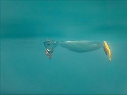 Bikin Ngakak! Tingkah Konyol Hewan di Comedy Wildlife Photography 2023