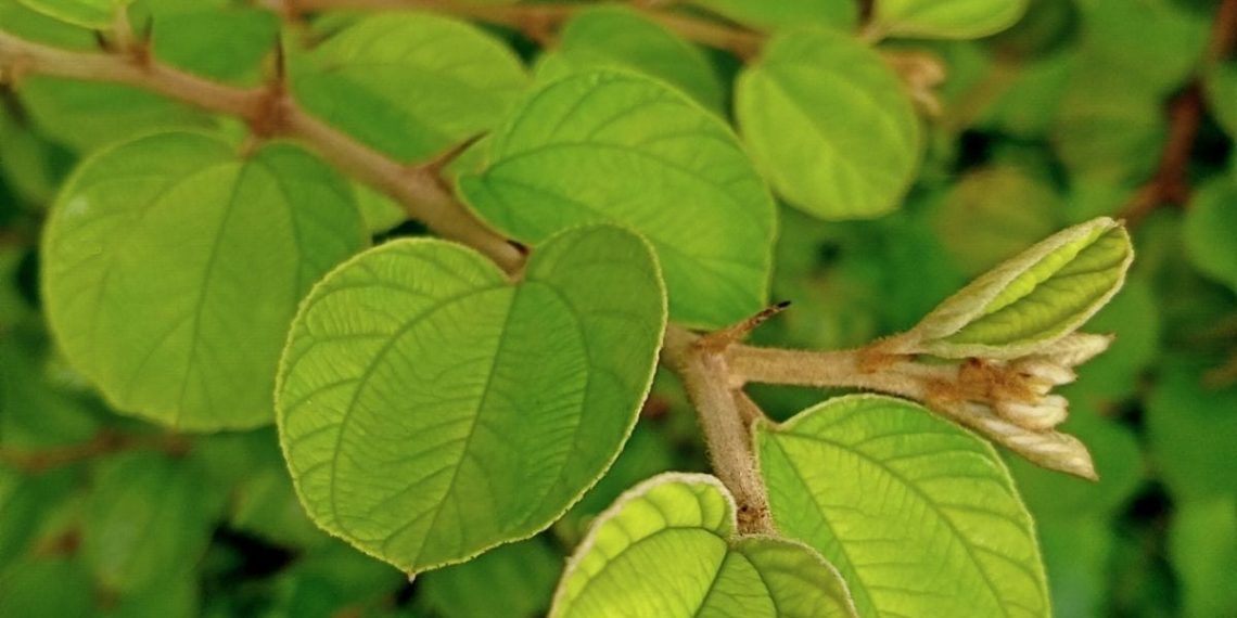 Daun Bidara. (Dok. umsu.ac.id)