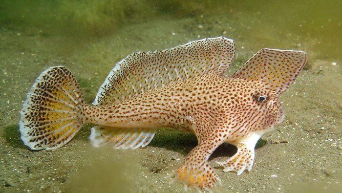 Ikan tangan tutul (Brachionichthys hirsutus).