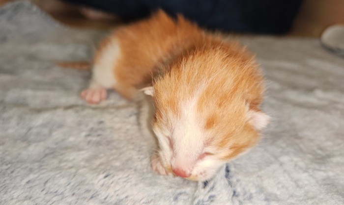 Kucing oyen hasil kloning di China