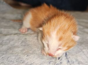 China Berhasil Kloning Kucing Oyen dengan Bahan-bahan Lokal