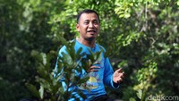 Tanaman bakau berperan penting menjaga keseimbangan ekosistem mangrove di Desa Palaes. Tanaman ini sudah ada sebelum desa ini didirikan.  