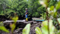 Mangrove menjadi daya tarik Desa Palaes dan dijadikan objek wisata.  