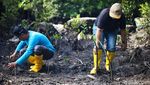 Lestarikan Mangrove, Upaya Desa Palaes Jaga Warisan Leluhur