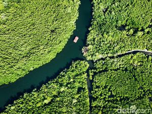 Lestarikan Mangrove, Upaya Desa Palaes Jaga Warisan Leluhur