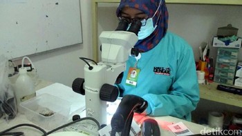 Menyambut Mosquito Week 2022, Bill Gates membuat tulisan mengenang kunjungan ke Indonesia tahun 2014. Dia melihat penelitian nyamuk demam berdarah di Universitas Gajah Mada Yogyakarta, yang diberikan bakteri Wolbachia supaya tidak bisa menular lagi. (Foto: Bagus Kurniawan/detikcom)  