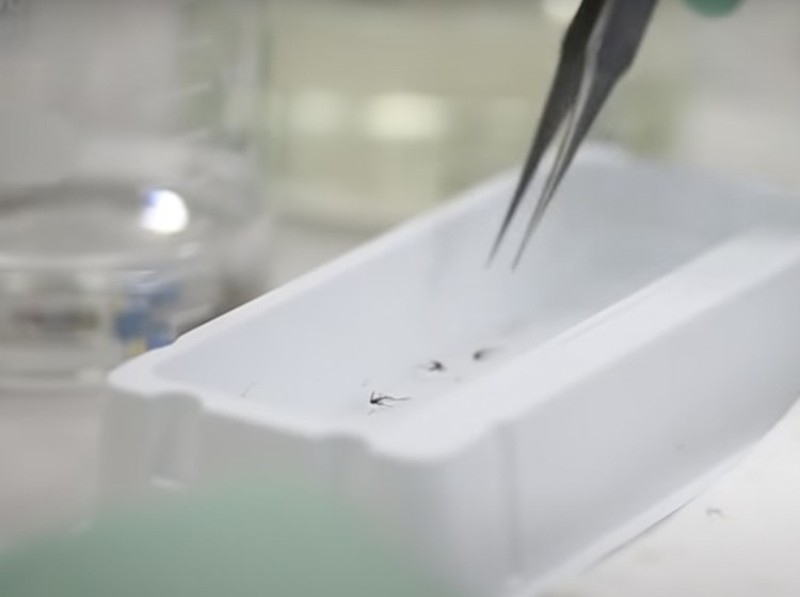 Melihat Bill Gates Digigit Hewan Berbahaya di Yogyakarta